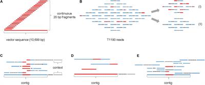 No Evidence of Unexpected Transgenic Insertions in T1190 – A Transgenic Apple Used in Rapid Cycle Breeding – Following Whole Genome Sequencing